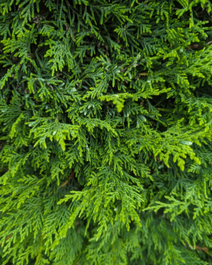 Leylandii Green - SOLD OUT - New Production Ready September 2025