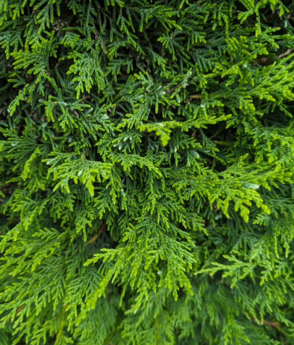 Leylandii Green - SOLD OUT - New Production Ready September 2025