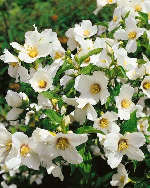 Photo of Philadelphus 'belle etoile' flower