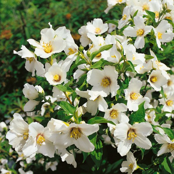 Photo of Philadelphus 'belle etoile' flower