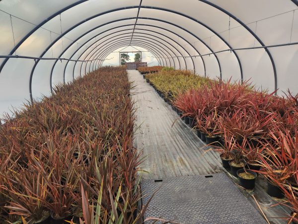 Phormium ‘Sundowner’ - Image 4