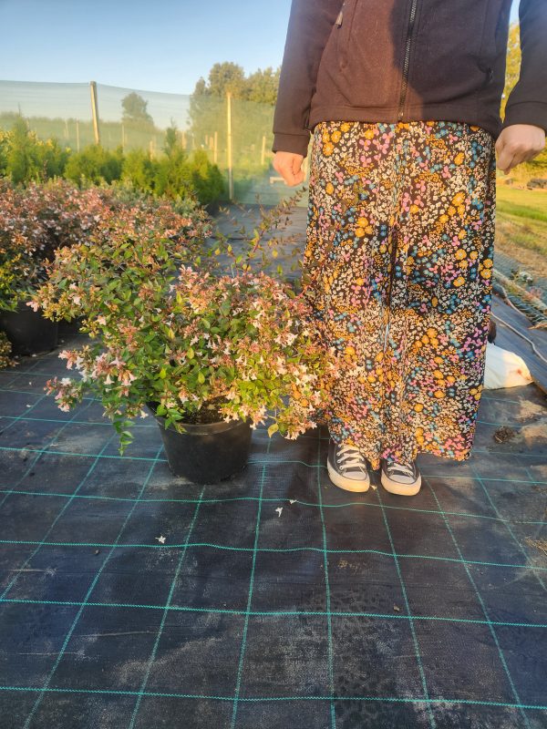 Abelia Grandiflora - Image 2