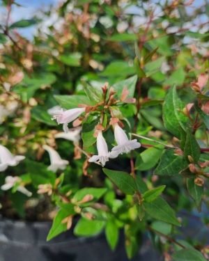 Abelia Grandiflora