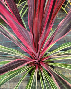 Cordyline 'Can Can'