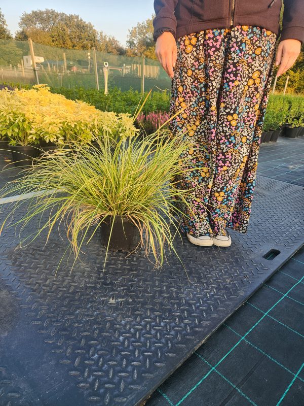 Carex 'Evergold' - Image 3