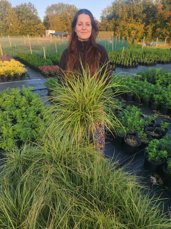 Carex 'Evergold' - Image 4