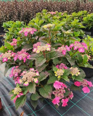 Hydrangea Serrata