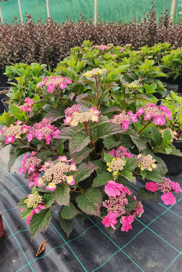 Hydrangea Serrata