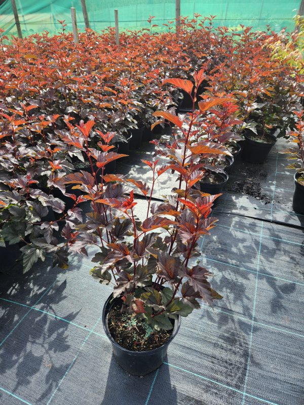 Physocarpus 'Lady in Red' - Image 4