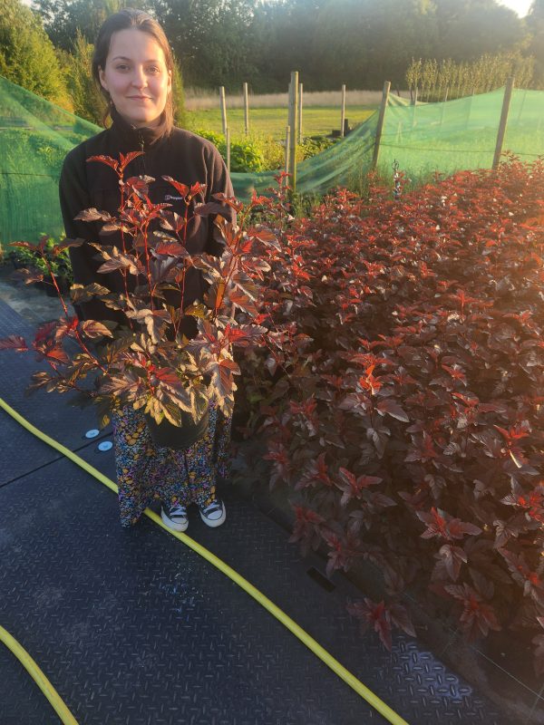 Physocarpus 'Lady in Red' - Image 3
