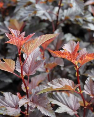 Physocarpus 'Lady in Red'