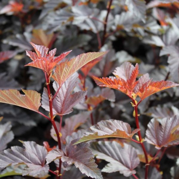 Physocarpus 'Lady in Red'