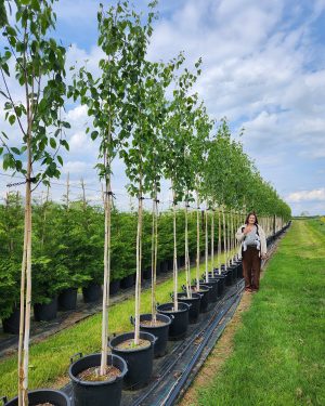 🚛 Silver Birch - Betula utilis 'Jacquemontii', 35L