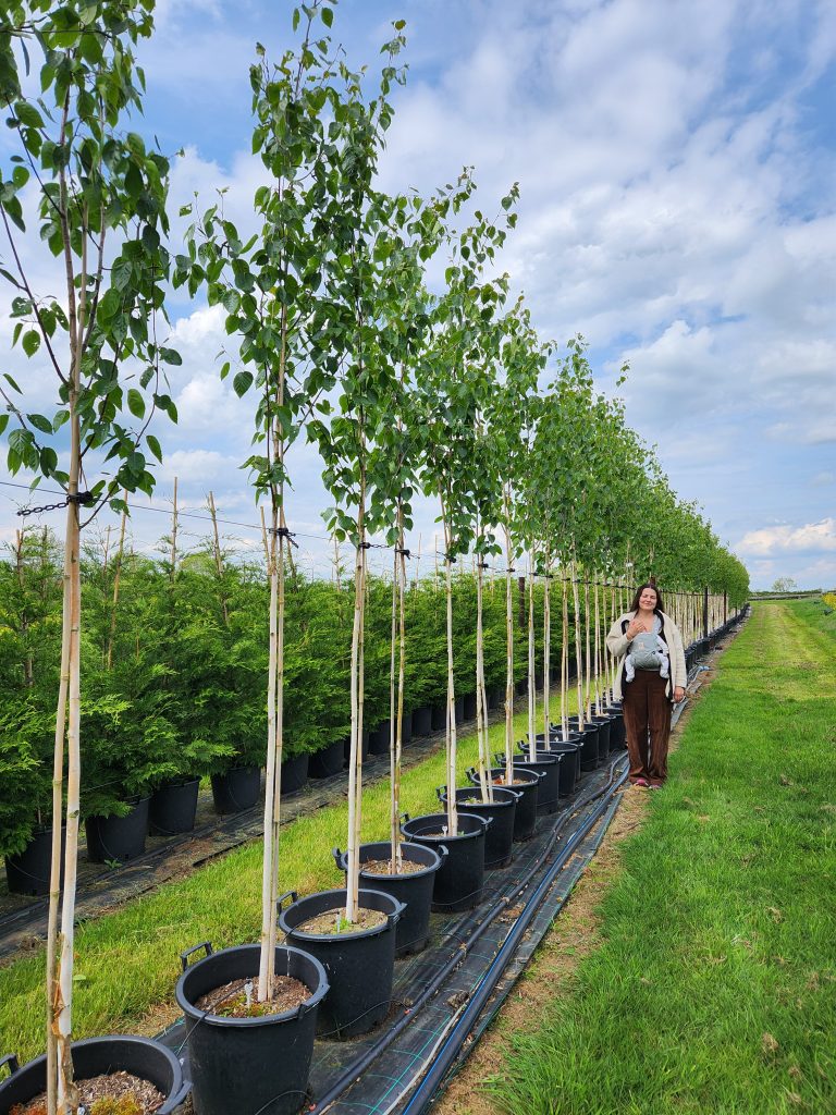 🚛 Silver Birch - Betula utilis 'Jacquemontii', 35L