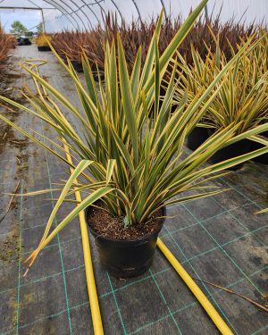 Phormium ‘Golden Ray’