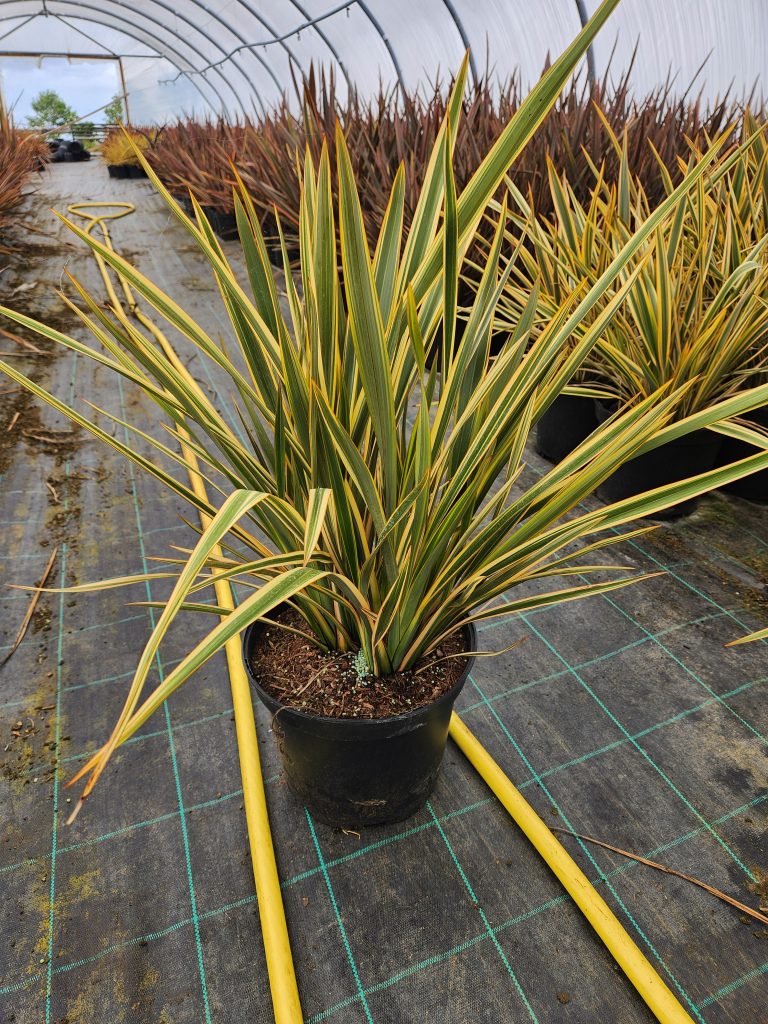 Phormium ‘Golden Ray’