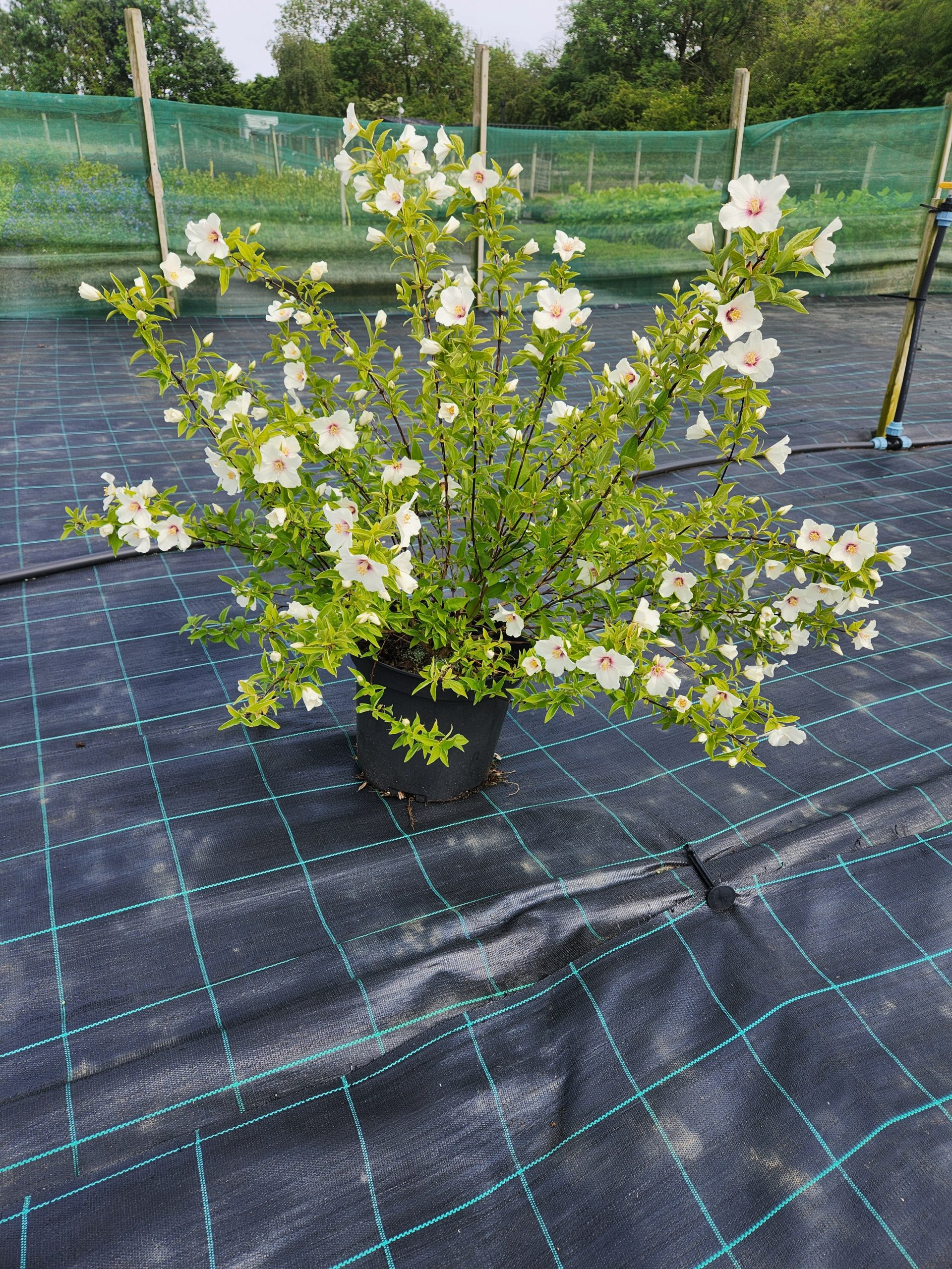 Philadelphus 'Belle Etoile' - Image 6