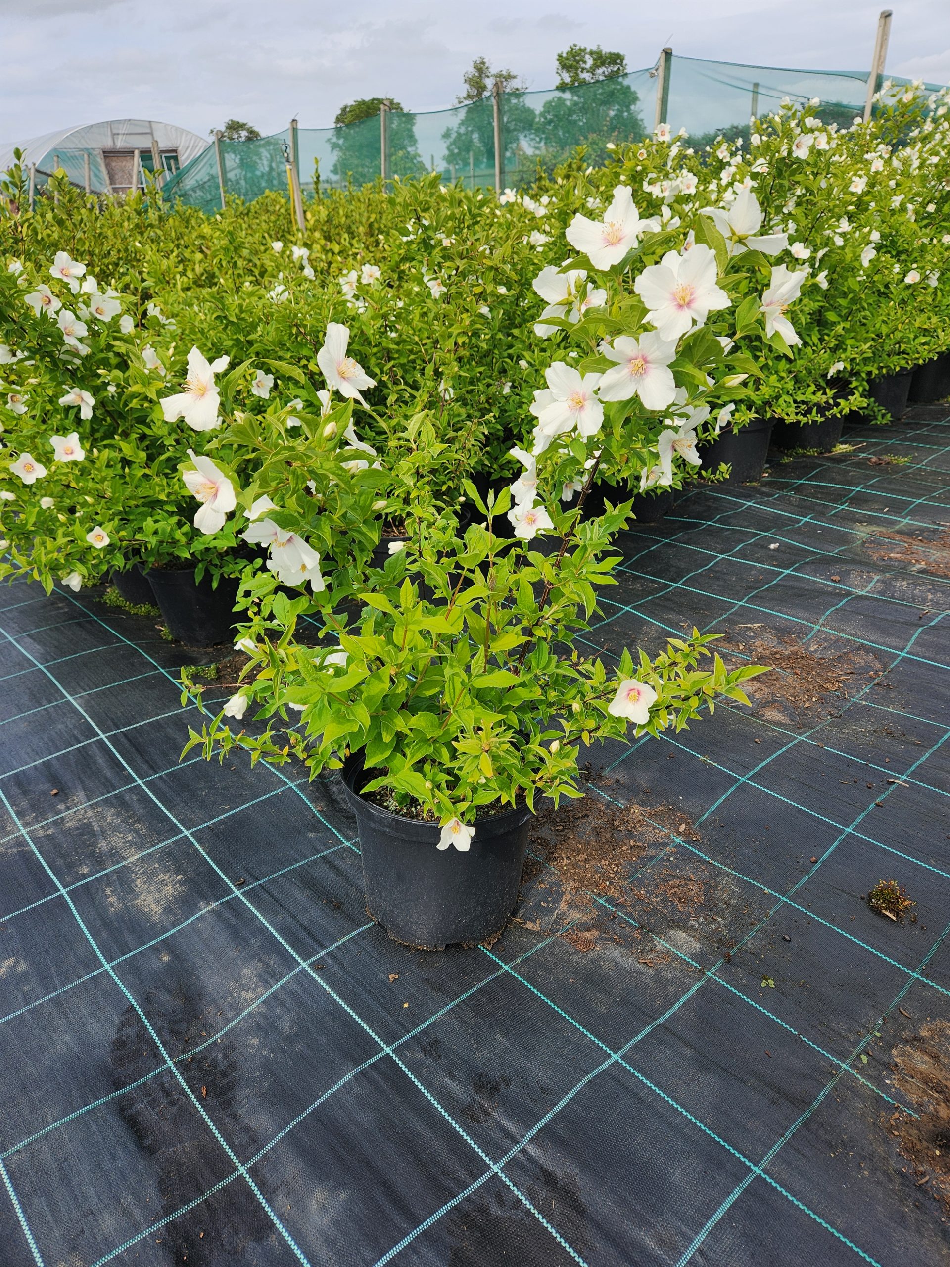 Philadelphus 'Belle Etoile' - Image 7