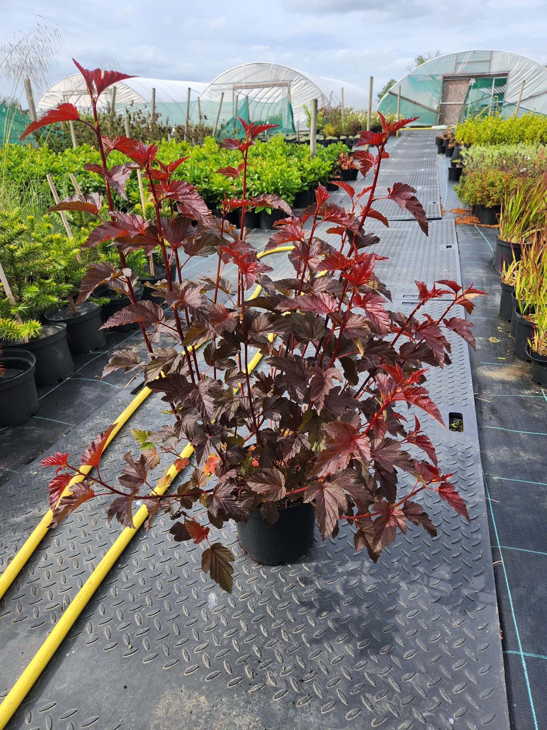 Physocarpus 'Lady in Red' - Image 2
