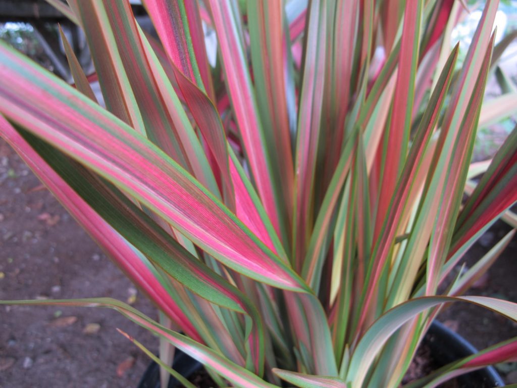 Phormium ‘Jester’