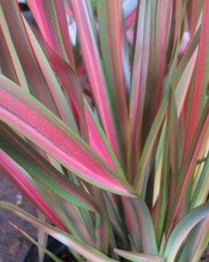 Phormium ‘Jester’